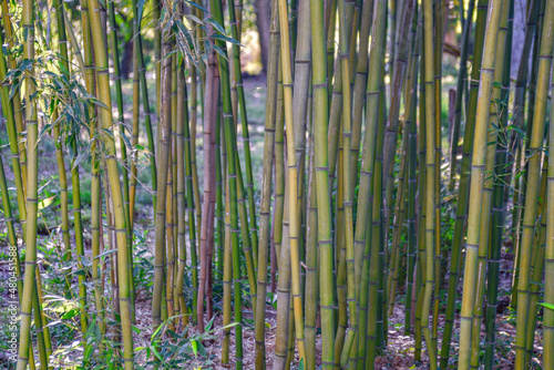 Bamboo Forrest