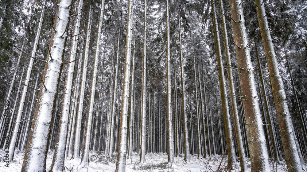 Winterwonderland in the Belgium Ardennes close to Manhay. Winterwonderland in the Belgium Ardennes close to Manhay.