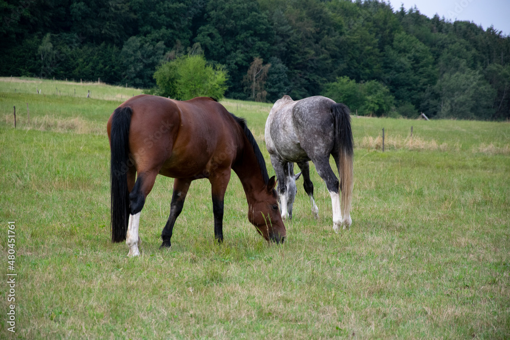 horses in the meadow