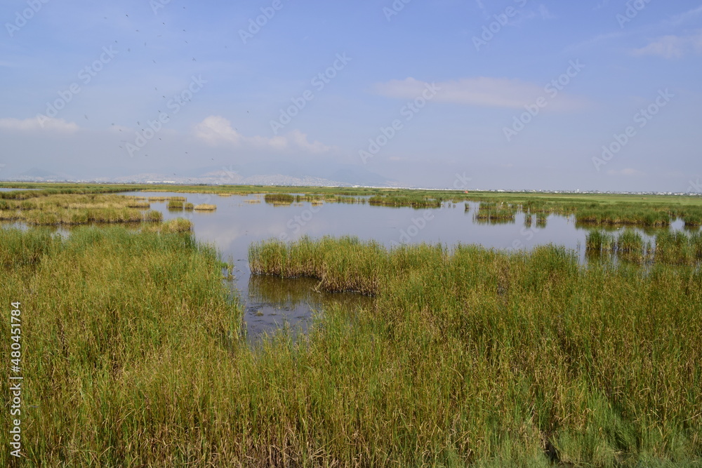 view of the horizon with the bottom of a lake covered with aquatic vegetation such as salt grass