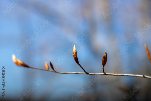 Spring leaf buds on beech tree in southern maryland 