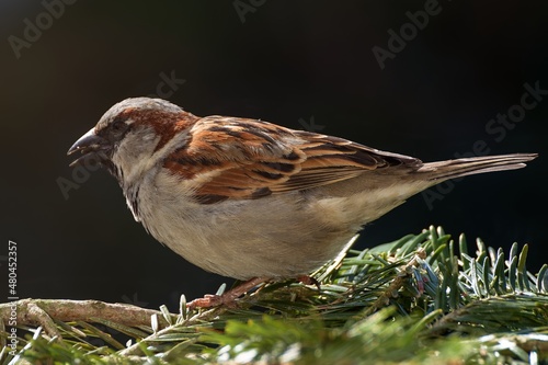 House sparrow with sunflower seeds on a fir twig. East Moravia. Europe. © Milan