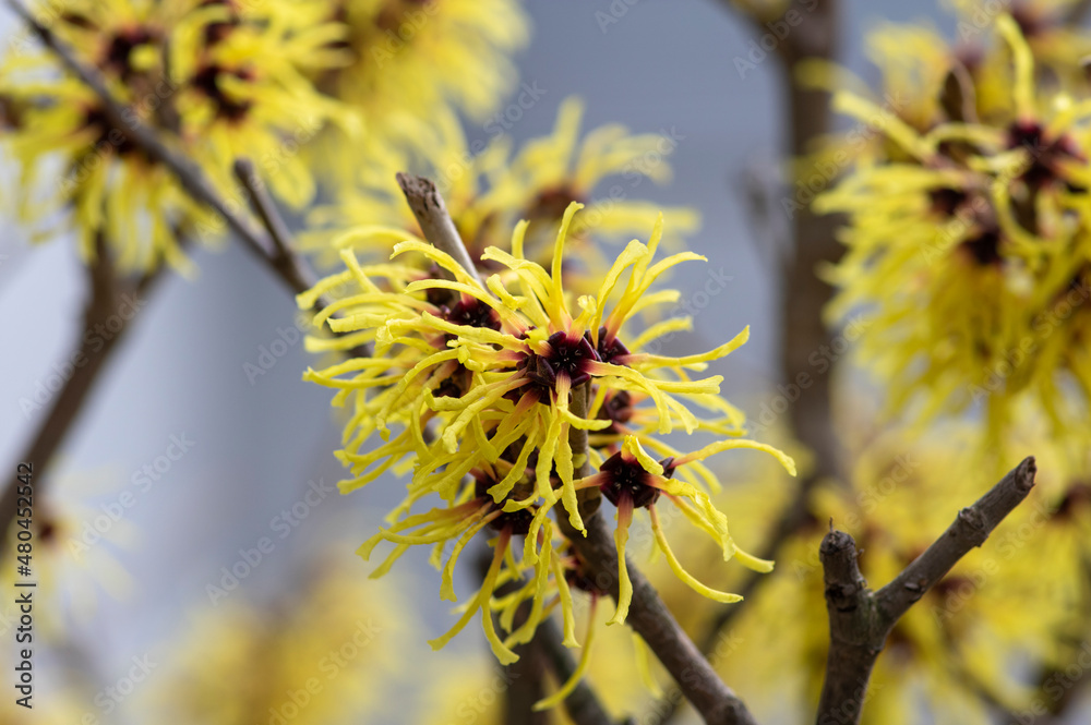 Hamamelis intermedia yellow winter spring flowering plant, group of amazing witch hazel Arnold promise flowers in bloom Hamamelis intermedia yellow winter spring flowering plant, group of amazing witch hazel Arnold promise flowers in bloom