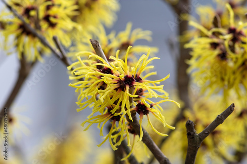 Hamamelis intermedia yellow winter spring flowering plant, group of amazing witch hazel Arnold promise flowers in bloom photo