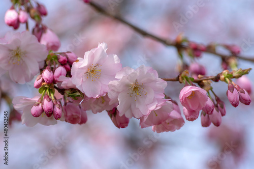 Prunus sargentii accolade sargent cherry flowering tree branches, beautiful groups light pink petal flowers in bloom and buds