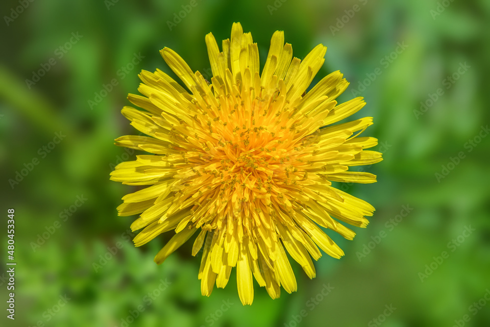 Dandelion macro , yellow flower closeup Dandelion macro , yellow flower closeup