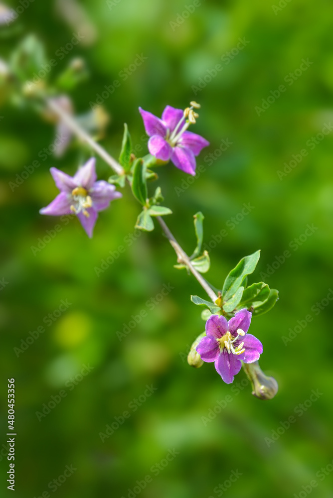 Obraz premium Purple flowers on a branch macro