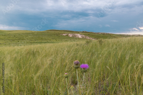 Prairie Thistle