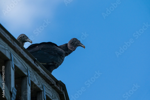 The black vulture (Coragyps atratus) photo