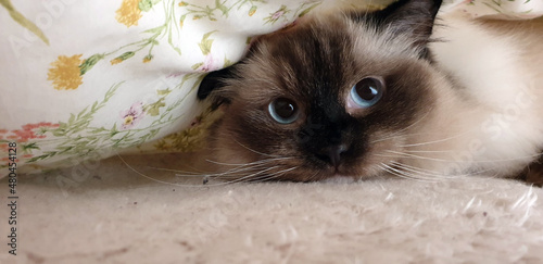 Blue eyed ragdoll cat looking up from under the covers looking cute photo