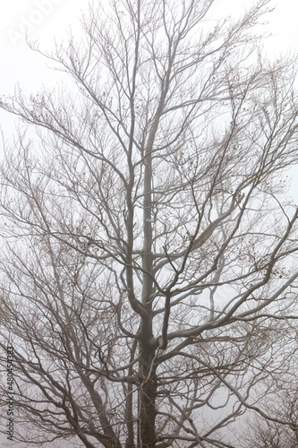 Silhouette of a sprawling tree against a background of heavy fog in early spring.