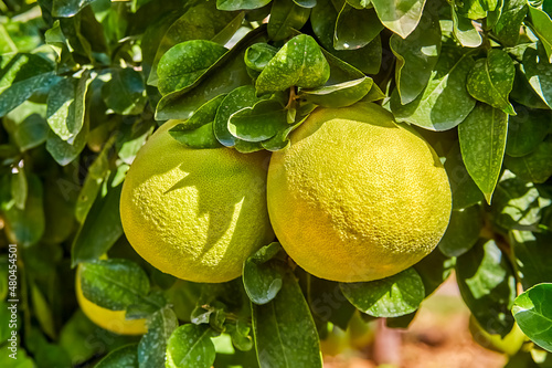 An oroblanco, oro blanco (white gold), Pomelit (Israel) or sweetie is a sweet seedless citrus hybrid fruit similar to grapefruit. It is often referred to as oroblanco grapefruit. photo