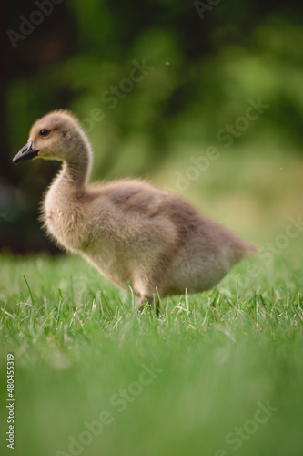 Baby duck in the park. © Jacob