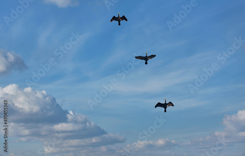Flying black herons in the blue cloudy sky.