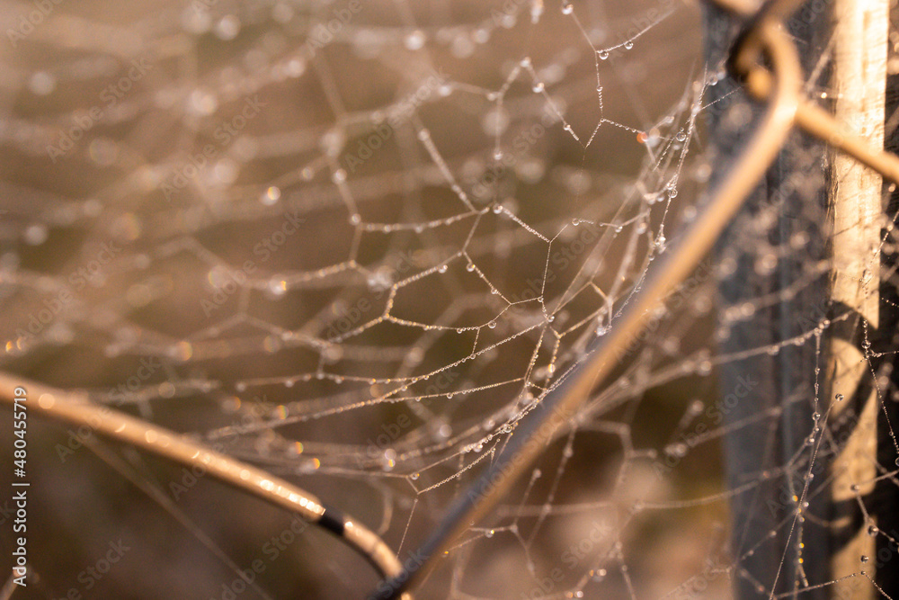  little delicate water drops on a spider web in close-up on a foggy day