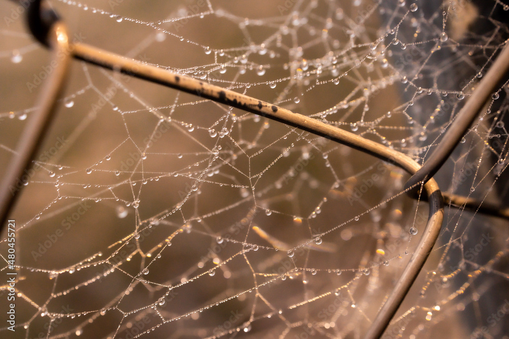 little delicate water drops on a spider web in close-up on a foggy day little delicate water drops on a spider web in close-up on a foggy day