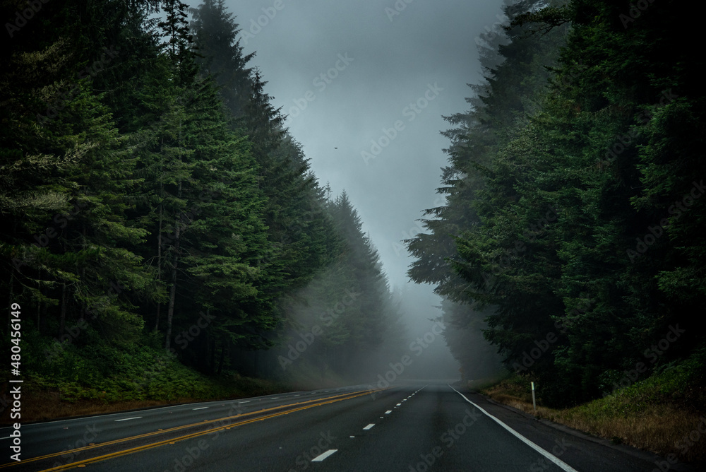 Foggy Road Canopied by Trees in the California Redwood Forest Foggy Road Canopied by Trees in the California Redwood Forest