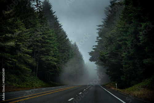 Foggy Road Canopied by Trees in the California Redwood Forest
