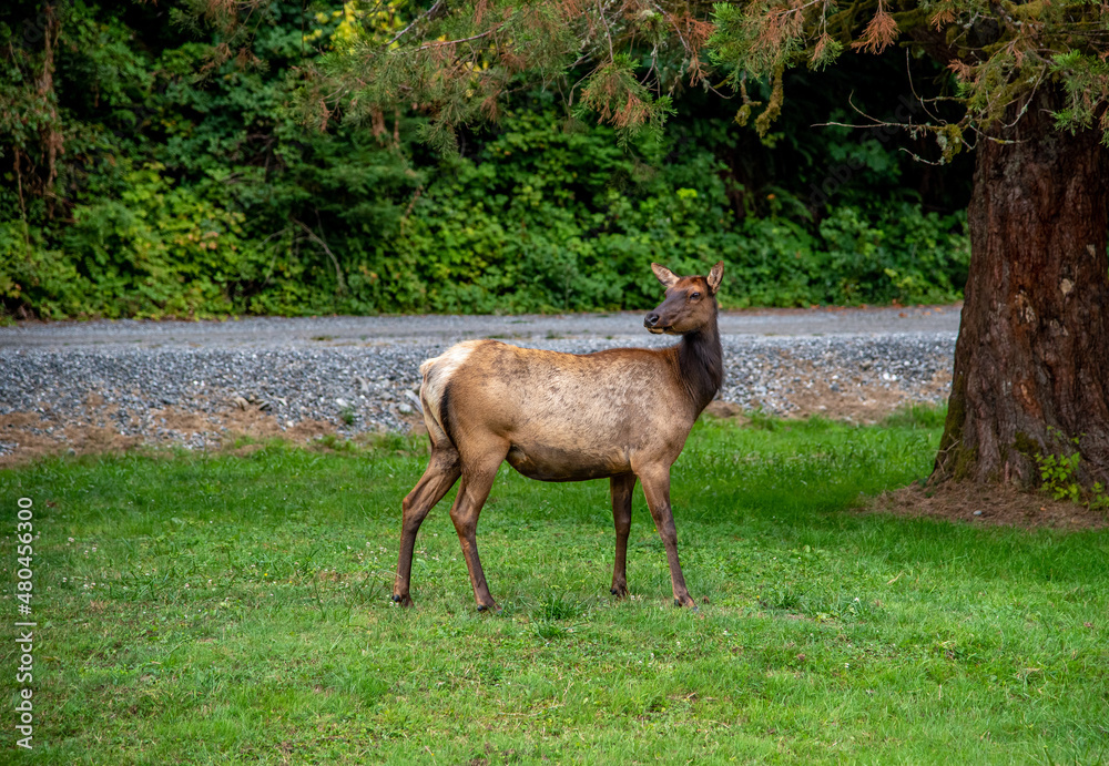 Elk Grazing Along Roadside in California Elk Grazing Along Roadside in California