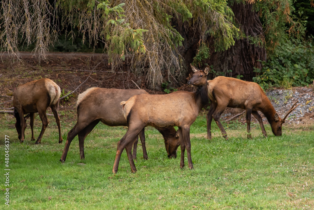 Elk Grazing Along Roadside in California Elk Grazing Along Roadside in California