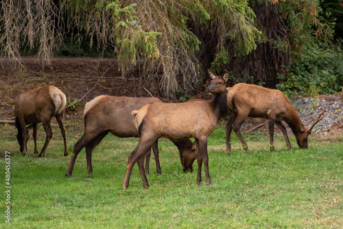 Elk Grazing Along Roadside in California © Rachel