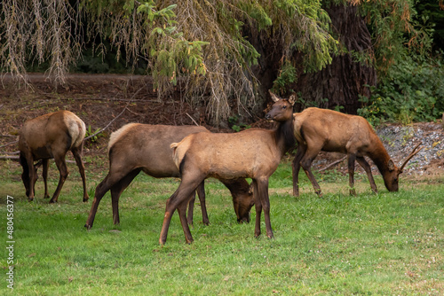 Elk Grazing Along Roadside in California
