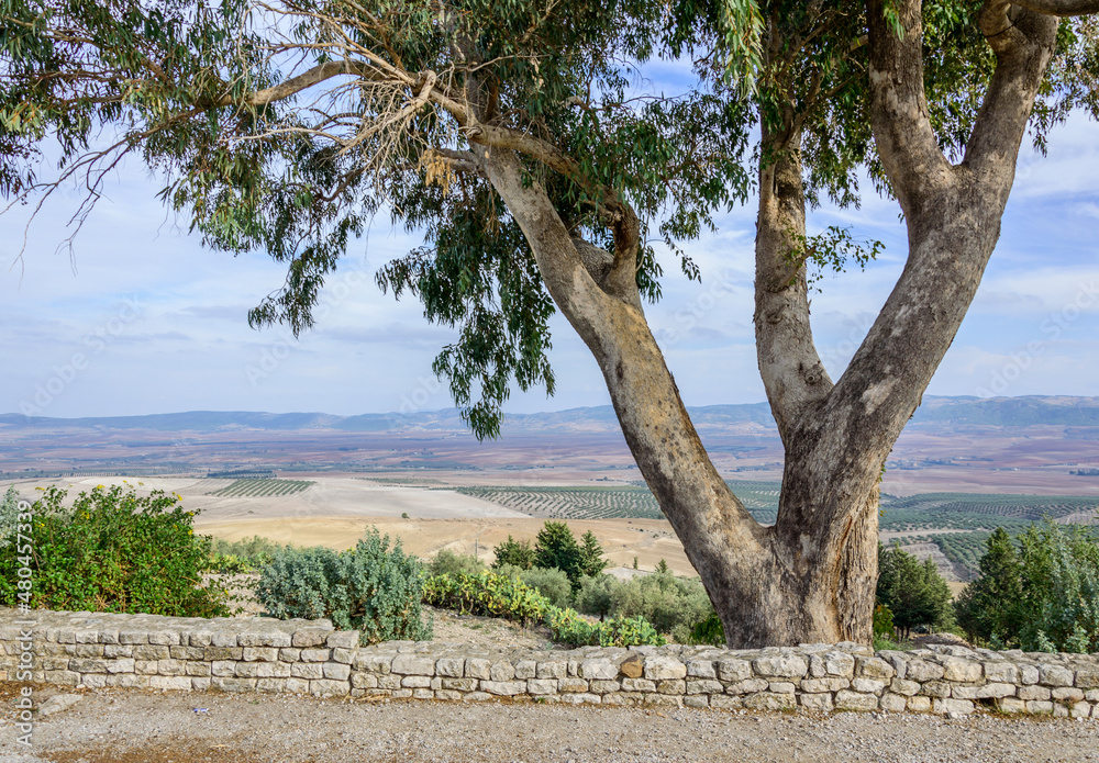 Green tree, stone fence, blue sky and far hills in Tunisia, Africa Green tree, stone fence, blue sky and far hills in Tunisia, Africa