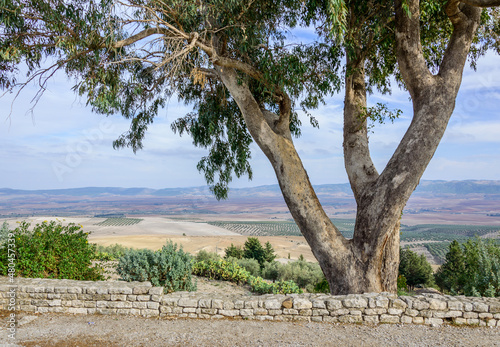 Green tree, stone fence, blue sky and far hills in Tunisia, Africa