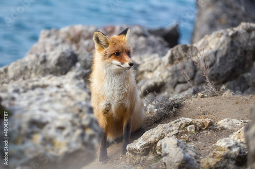Red fox close-up.Portrait of an animal. Predator  Wildlife.