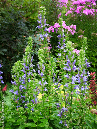 The perennial wildflower Lobelia siphilitica (great blue lobelia) in bloom in a garden setting photo