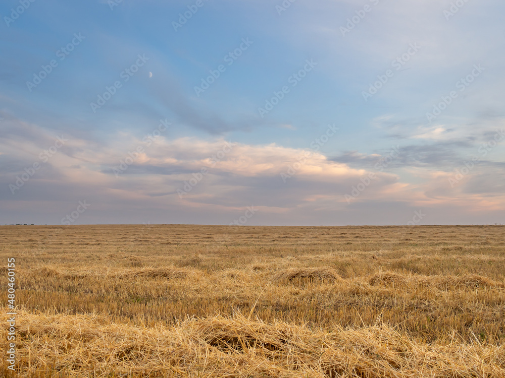 Beautiful blue sky and yellow field. Summer is leaving, autumn is coming soon. Beautiful blue sky and yellow field. Summer is leaving, autumn is coming soon.