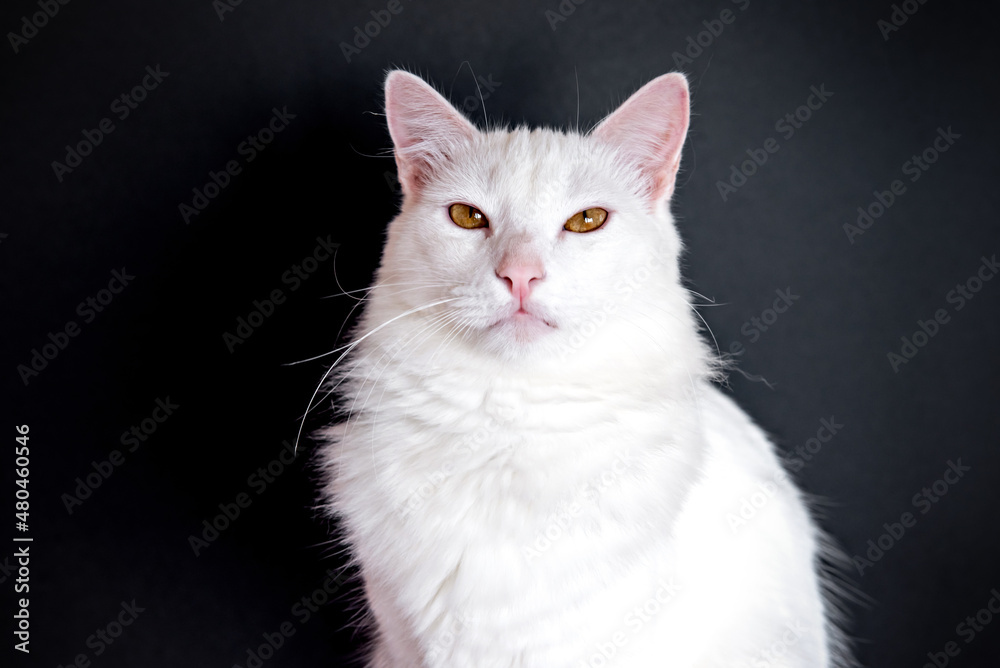 Cute white cat looking at camera on black background.