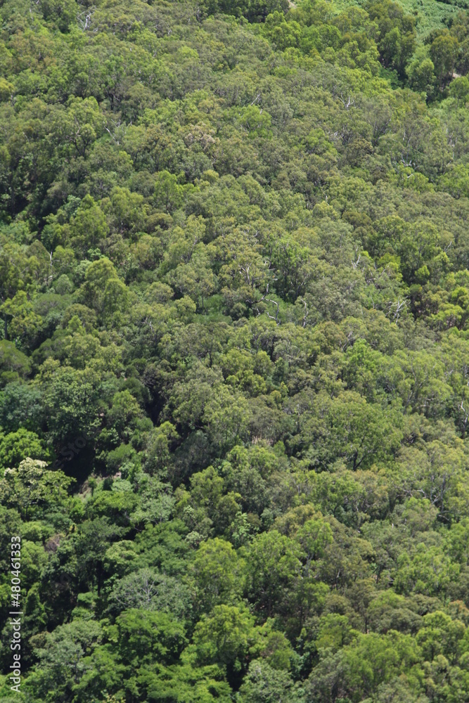 Luftaufnahme von Regenwald