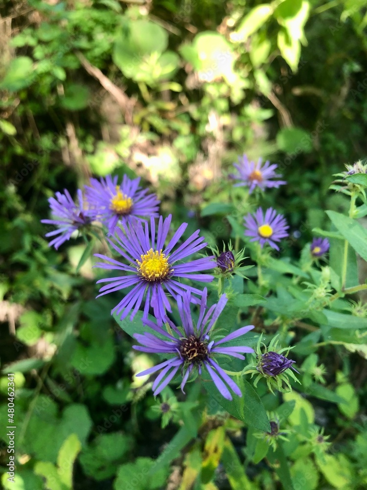bee on a flower bee on a flower