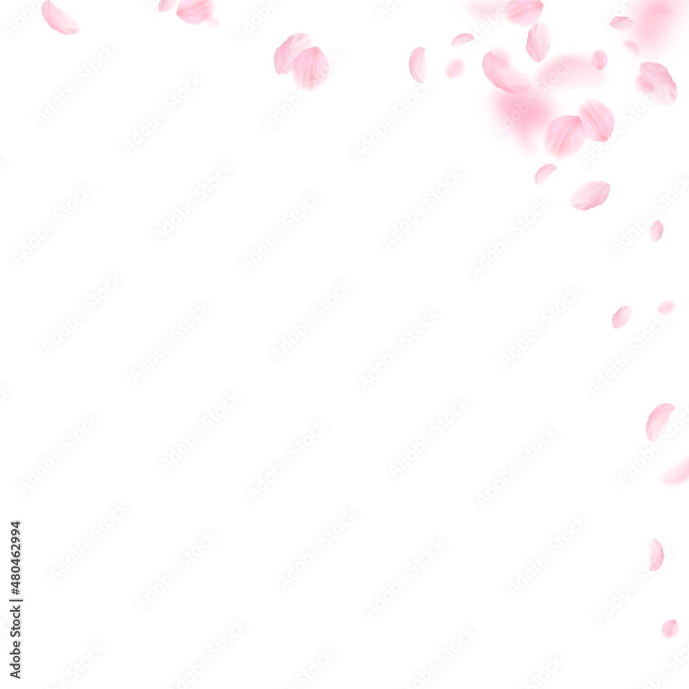 Sakura petals falling down. Romantic pink flowers corner. Flying petals on white square background. Love, romance concept. Stunning wedding invitation.