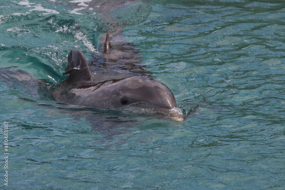 Fototapeta premium Zwei Delfine schwimmen nebeneinander