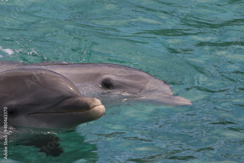 Zwei Delfine schwimmen nebeneinander