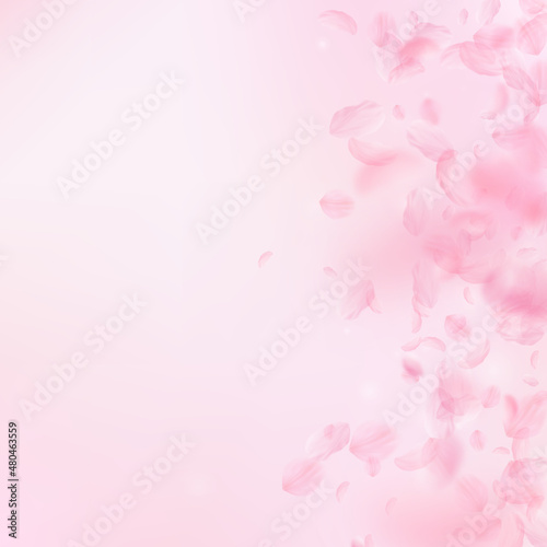 Sakura petals falling down. Romantic pink flowers gradient. Flying petals on pink square background. Love, romance concept. Adorable wedding invitation.