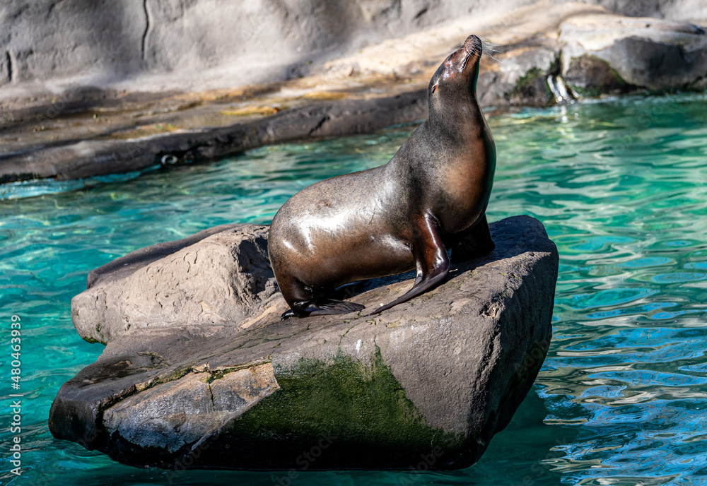 Fototapeta premium Adult California Sea Lion Sitting on Rock at Zoo Enclosure