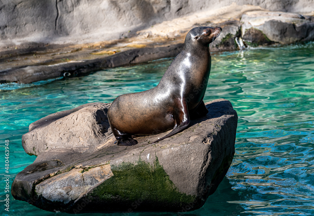 Fototapeta premium california sea lion