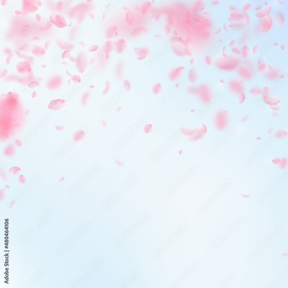 Sakura petals falling down. Romantic pink flowers falling rain. Flying petals on blue sky square background. Love, romance concept. Graceful wedding invitation.