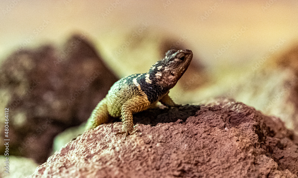 Spiny lizard Spiny lizard