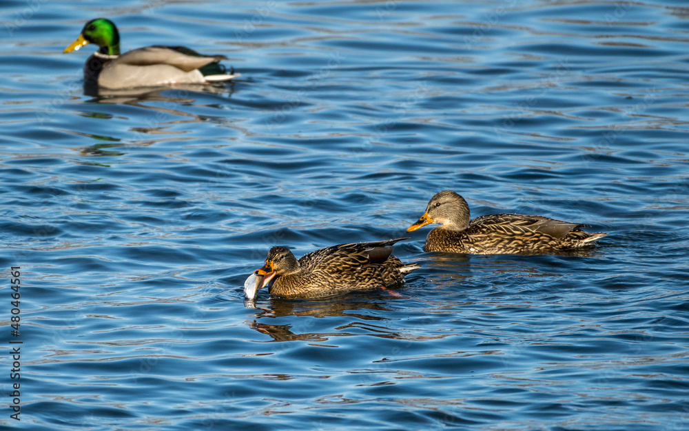 Fototapeta premium Mallard Hens