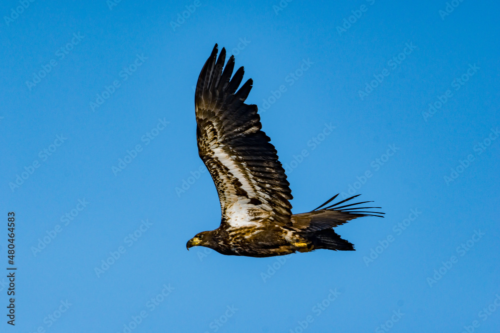 Fototapeta premium Immature Bald Eagle in Flight