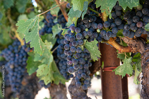Nappa Valley Vineyards and Grapes