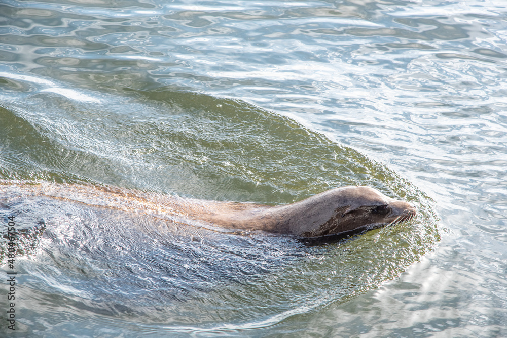 Obraz premium Sassy Sea Lions in Santa Cruz California
