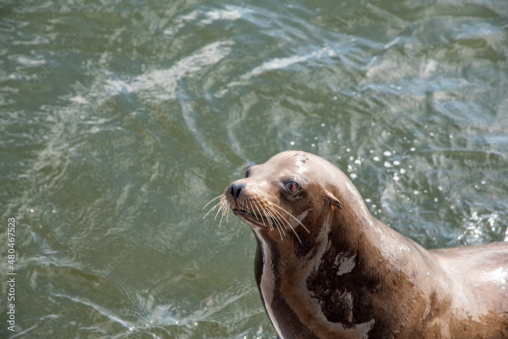 Fototapeta premium Sassy Sea Lions in Santa Cruz California