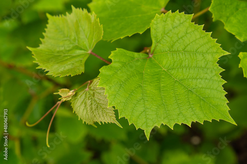 Fresh green leaves of vine or grape.