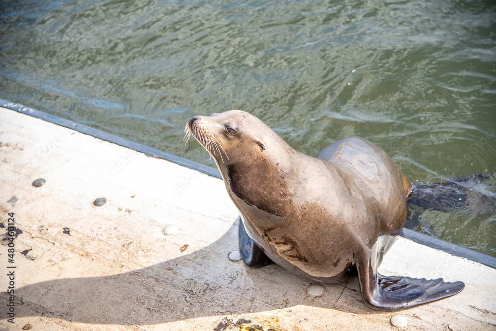Naklejka premium Sassy Sea Lions in Santa Cruz California