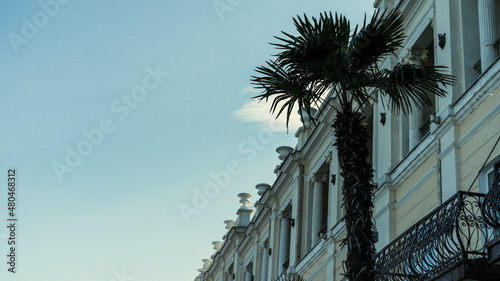 Fan palm tree against the sky and buildings in Yalta © vvicca